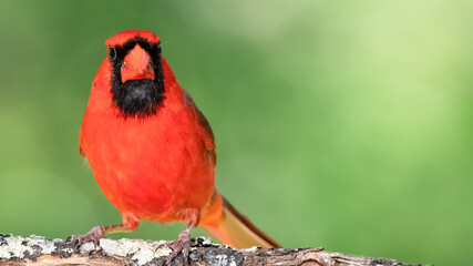Alert Northern Cardinal Perched in a Tree