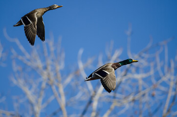 Pair of Mallard Ducks Flying Past the Winter Trees