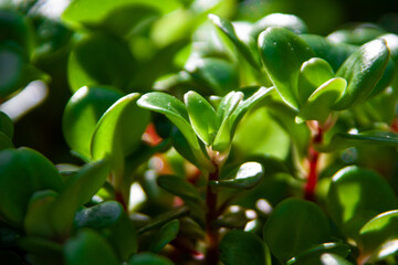 close up of a green plant