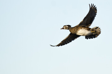 Obraz premium Wood Duck Flying in a Blue Sky