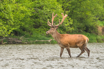 Red Deer stag in the river. Bieszczady. Carpathians. Poland.