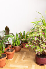 Various green houseplants on a floor. Floral abundance.