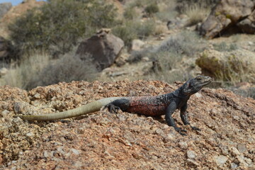 Chuckwalla 