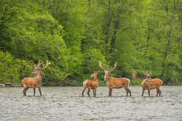 Naklejka na ściany i meble Red Deer stag in the river. Bieszczady. Carpathians. Poland.