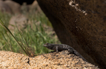 Desert Lizard 