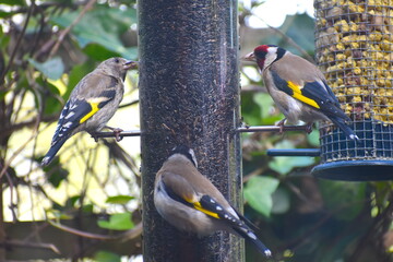 European goldfinches family eating niger seeds from British garden birds feeder. Juvenile differs in colouring from adult bird It has plain face rather than red grey body and black yellow wing stripes