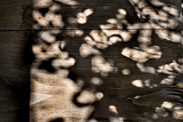 Wood Texture 