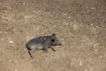 Cute black wild pigs lying in the swamp. Photo of wild nature.