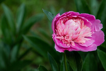Pink peony close up bloom