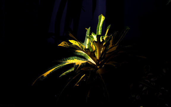 Yellow croto with golden light