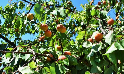 autumn leaves in the forest