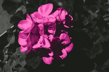 Fototapeta Piękny rozwinięty kwiat pelargonii w kolorze mocnego różu na monochromatycznych liściach. Kontrastowa kompozycja tła. obraz
