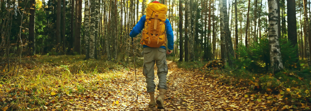 autumn camping in the forest, a male traveler is walking through the forest, yellow leaves landscape in October.