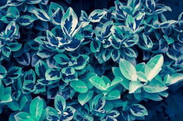 Background of leaves in popular colors in 2020. Euonymus garden shrub, decorated with small colorful leaves.