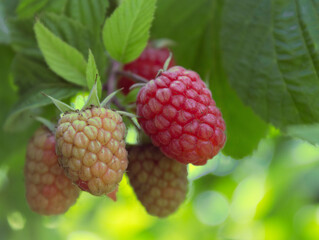 Fresh mulberry, ripe and red unripe mulberry tree branch. Healthy berry fruit.