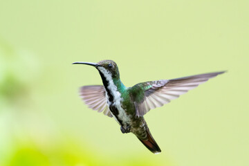 A female Black-throated Mango hummingbird hovering in the air with a smooth yellow background.