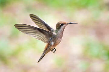 Fototapeta na wymiar A juvenile Ruby Topaz hummingbird hovering with a light pastel bokeh background.