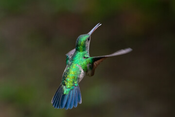 A female Blue-chinned Sapphire hovering in the air defending herself with a smooth dark background. © Chelsea Sampson