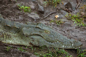 Side view of wild alligator with opened mouth and sharp teeth hiding in dirty mud in Awash Falls Lodge