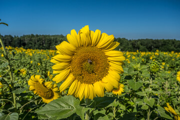 Honeybee on a sunflower pollinating