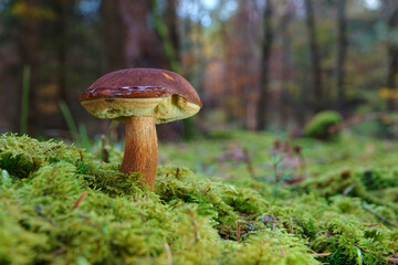Brown stone mushroom in the autumn forest, green moss and large trees. Germany.