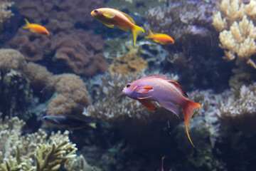 Obraz na płótnie Canvas Red tropical fish