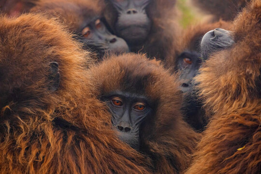 Fluffy muzzles of dense group of gelada baboons crowding in natural habitat in Ethiopia, Africa