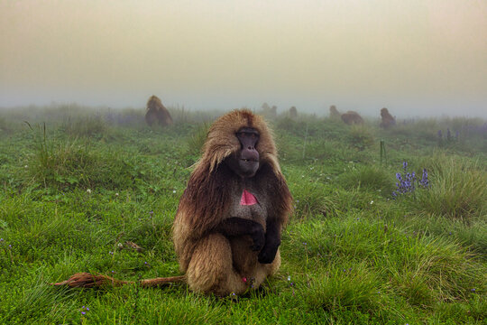 Gelada baboon sitting on lush meadow and eating grass in foggy day in Ethiopia, Africa