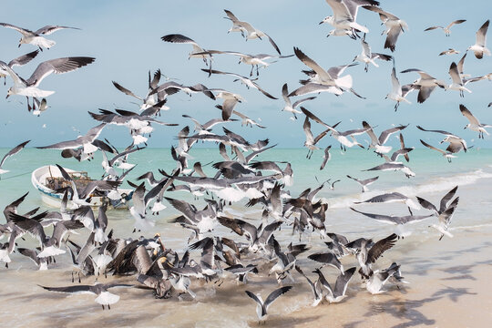 Noisy flying seagulls in flock above transparent water of ocean coast in Mexico