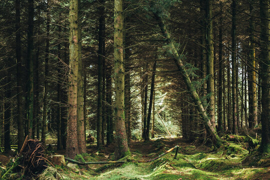 Fototapeta Trunks of dead trees fallen in middle of evergreen dark majestic forest in Ireland