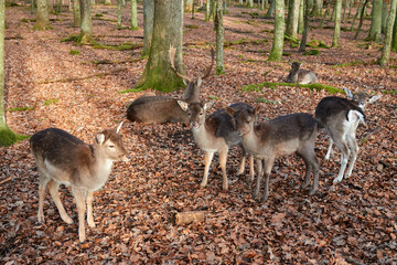 Naklejka na ściany i meble Many Bambis also fallow deer young on forest floor with brown leaves, many tree trunks in the background. Black Forest, Germany.