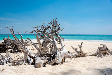 dead trees on the beach of Bambu island, Andaman Sea, Thailand