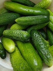 Green fresh cucumbers. Homemade cucumbers from the greenhouse to the table.