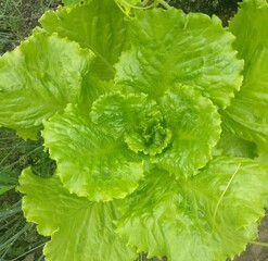 Lettuce leaf from the greenhouse