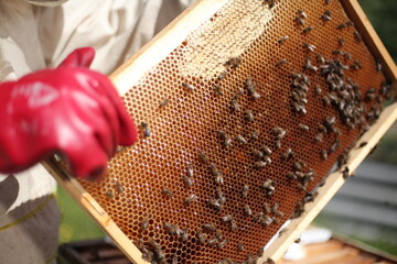 Beehives in apiary with bees, landing boards