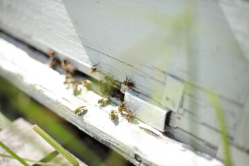 Beehives in apiary with bees, landing boards