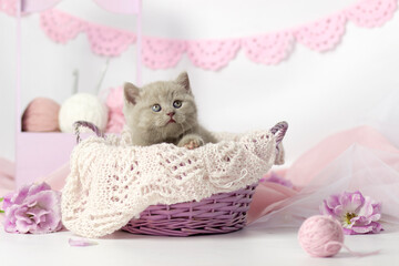 Cute kitten plays with balls of wool. Balls of white and pink yarn. Light background. British...