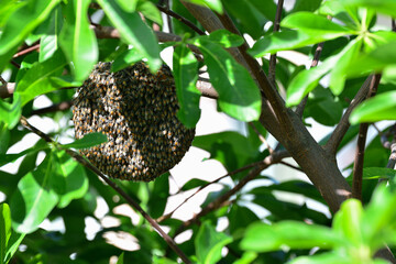 honeycomb, beehive 