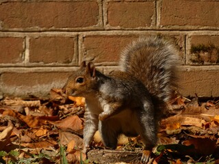 Eastern gray squirrel (Sciurus carolinensis) - grey squirell with brick wall in the background
