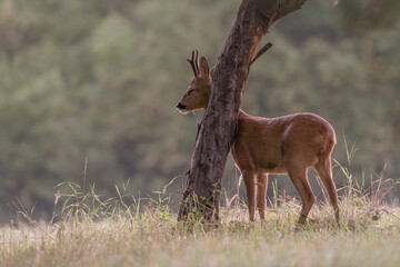 European roebuck marks his territory on a tree trunk