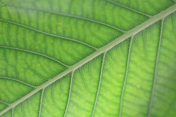 green leaf texture