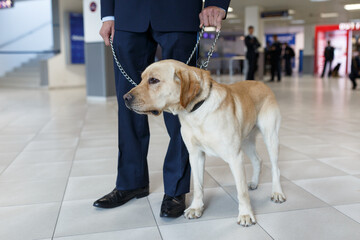 Image of a Labrador dog for detecting drugs at the airport standing near the customs guard. Horizontal view.