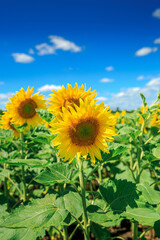Blooming sunflowers on the summer field