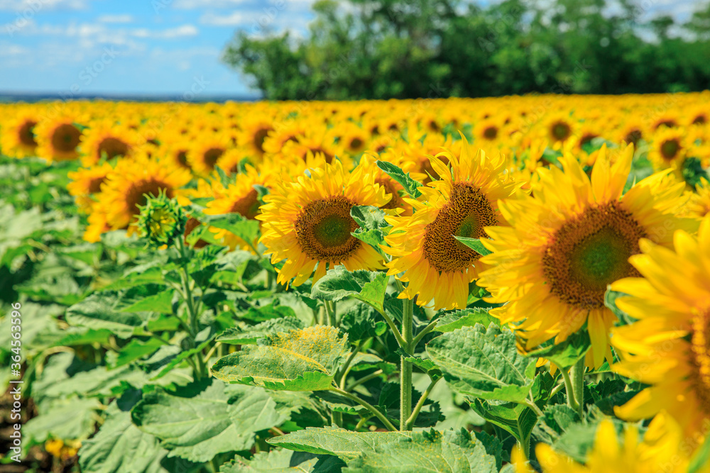 Wall mural blooming sunflowers on the summer field