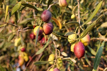 Olives on tree branch in olive grove of Attica, Greece.