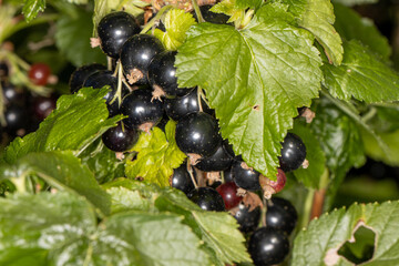 black berries growing on the vine in home garden setting
