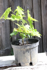 Junger kleiner Ahornbaum im Topf Baumschule Ahorn mini Baum