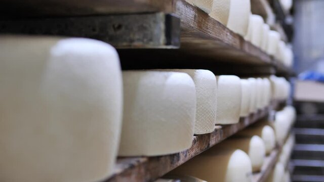 Hard cheese wheels maturing on cellar shelves, dairy manufacture, storage room
