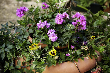 Fresh colorful flowers