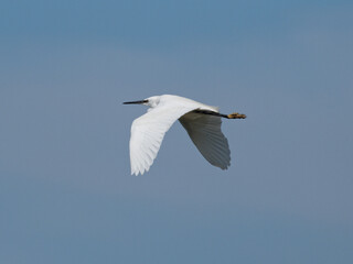 Fototapeta na wymiar A Little Egret (Egretta garzetta) flying past the RSPB Point Of Ayr hide in Talacre, North Wales.